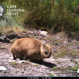 Rock hyrax